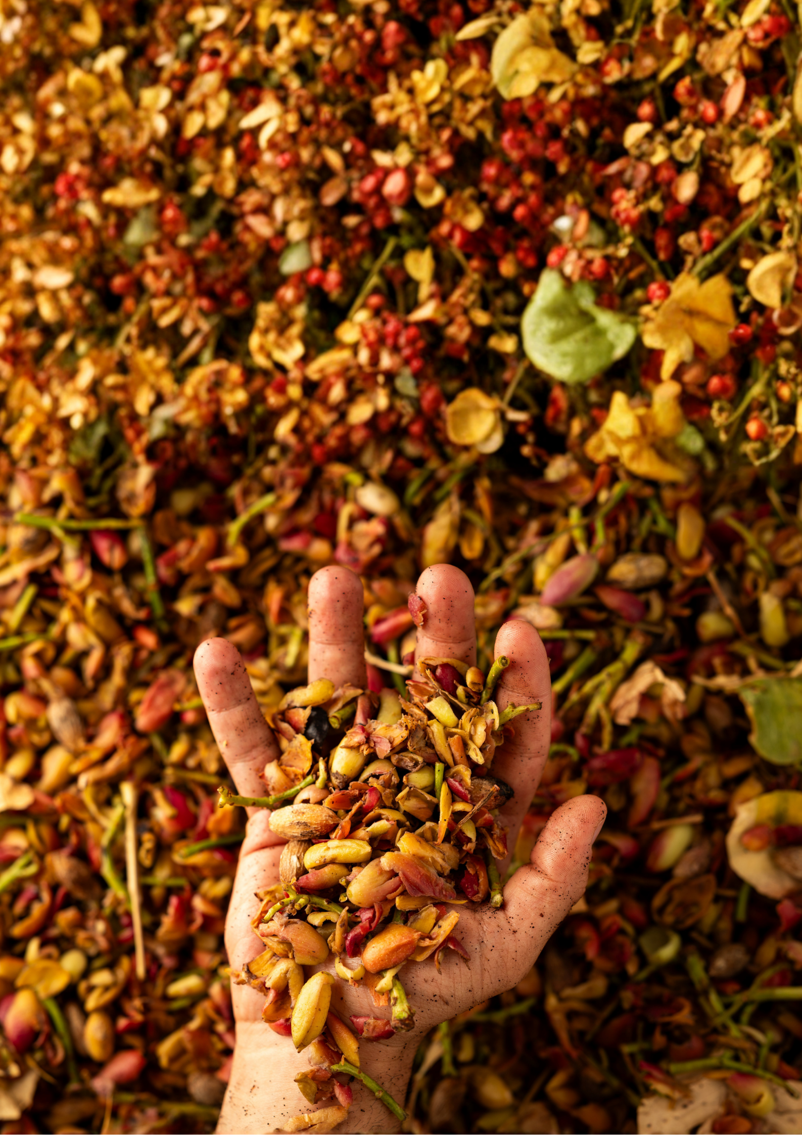 A hand reaching into fresh pistachio hull